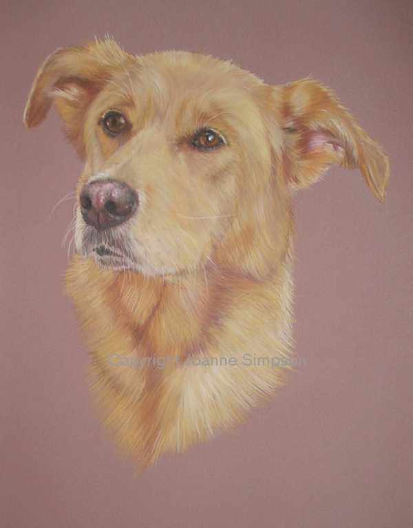 Crossbreed pet portrait by Joanne Simpson